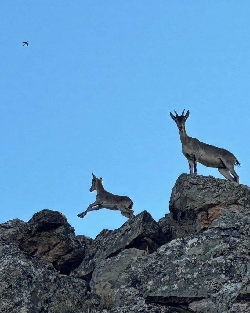 Avistamiento de Cabras Montesas en el Cerro Gordo de San Carlos del Valle